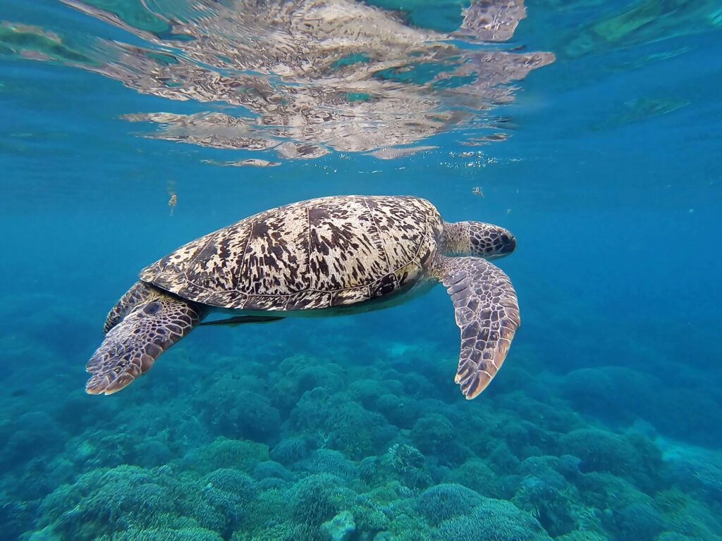 Cebu Filippine Tra Moalboal Bantayan Island e Bohol Malboal Filippine